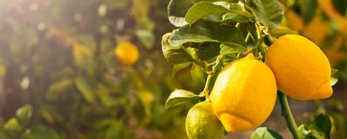 Bunch of fresh ripe lemons on a lemon tree branch in sunny garden. Bunch of fresh ripe lemons on a lemon tree branch in sunny garden.