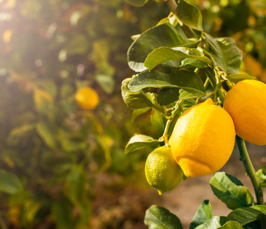 Bunch of fresh ripe lemons on a lemon tree branch in sunny garden. Bunch of fresh ripe lemons on a lemon tree branch in sunny garden.