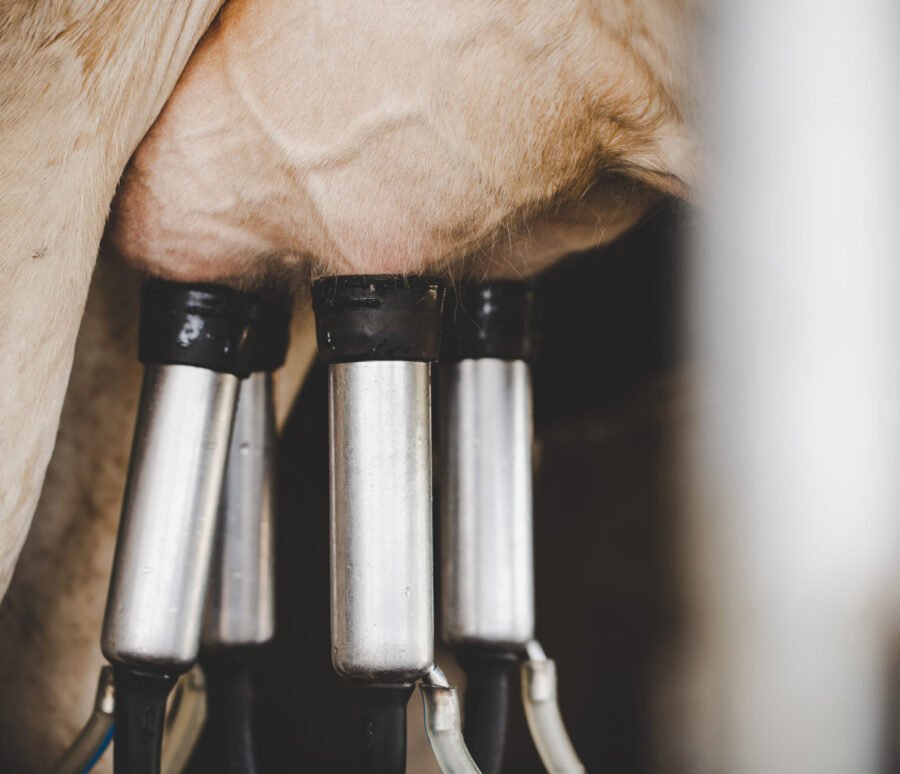 Cow milking facility and mechanized milking equipment Cow milking facility and mechanized milking equipment